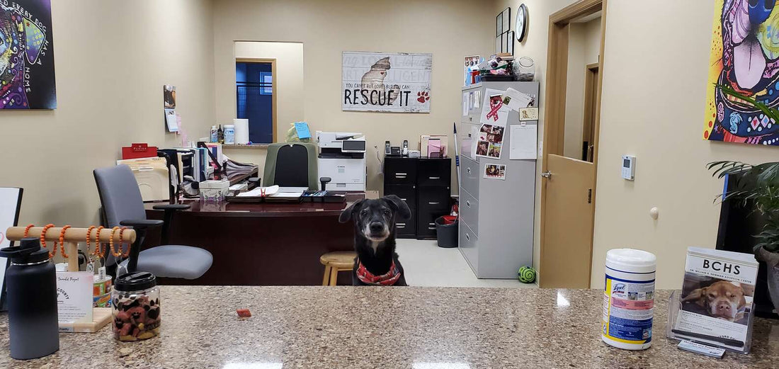 Adorable Shelter Dog Escapes His Kennel And Throws A Party!