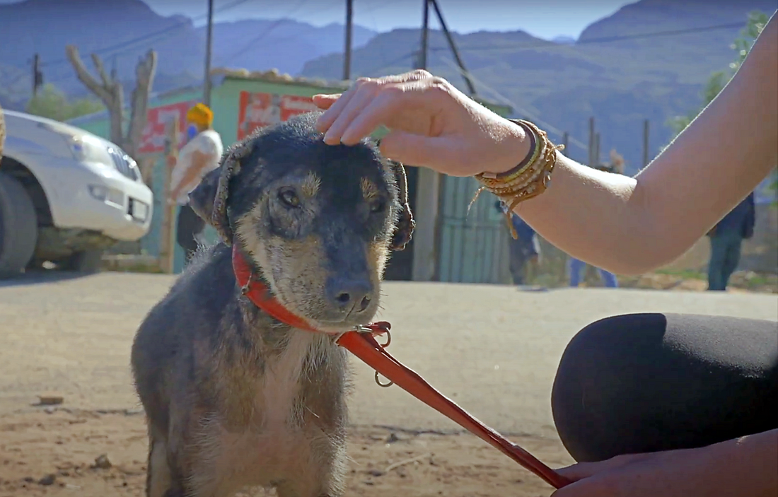 This Dog Was In So Much Pain But His Family Continued To Ignore Him