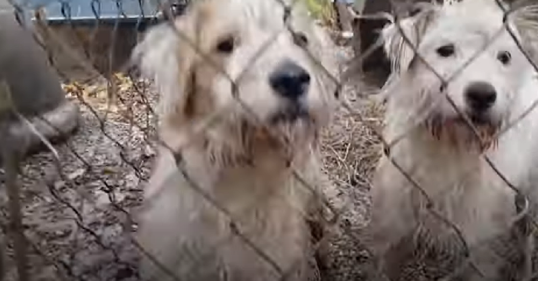 Neglectful Breeder Leaves Dogs To Suffer Outside Until Fieldworkers Rescued Them