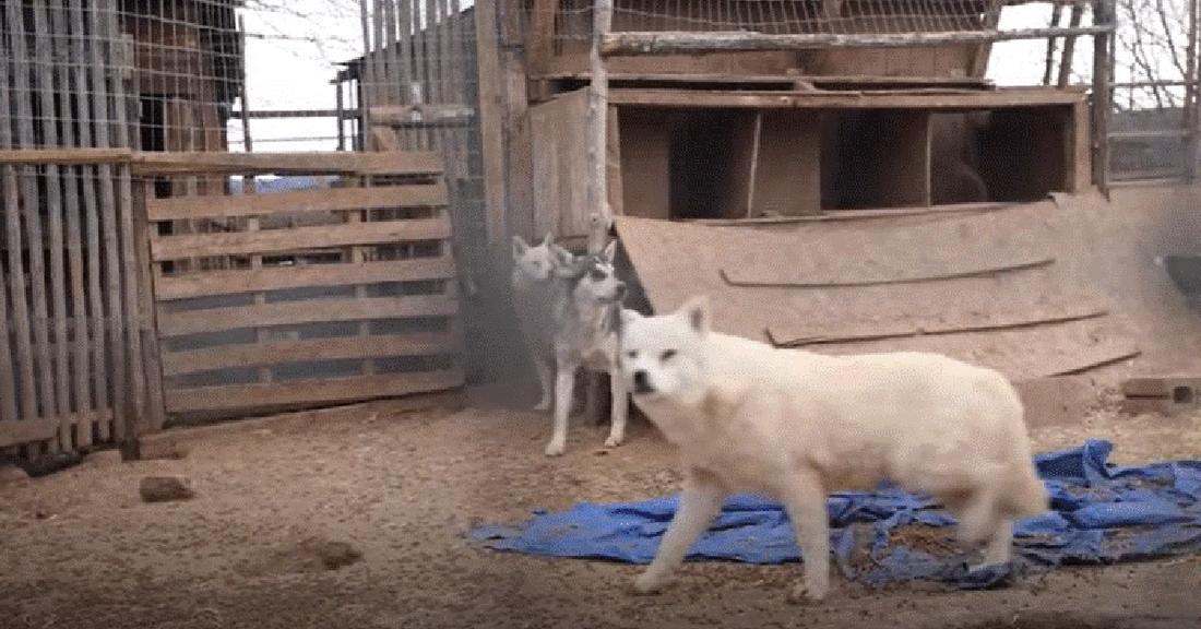 Rescue Dog Gives Birth To Seven Healthy Puppies