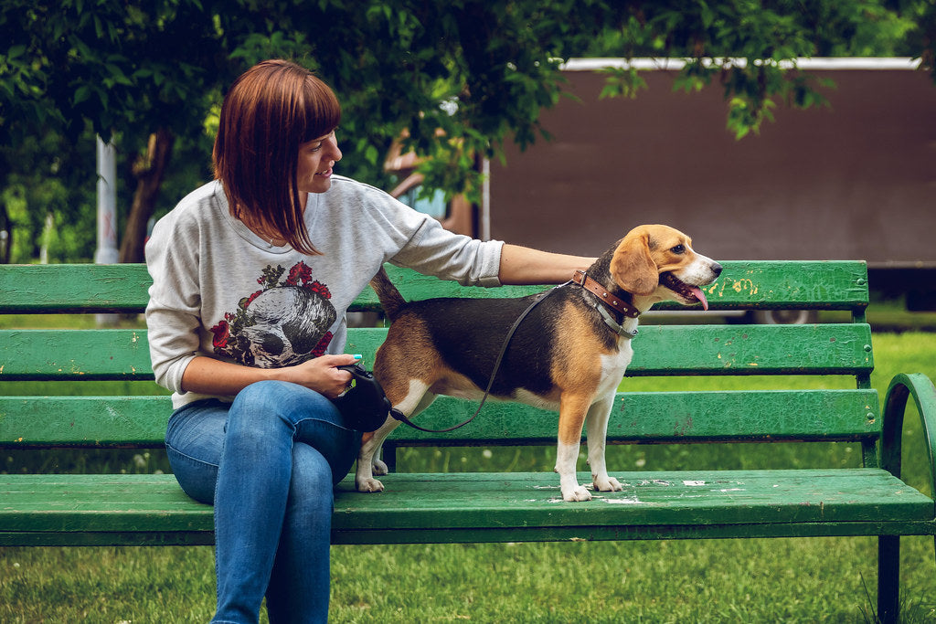 5 Ways To Keep Your Dog's Teeth Clean Without Using Toothbrush