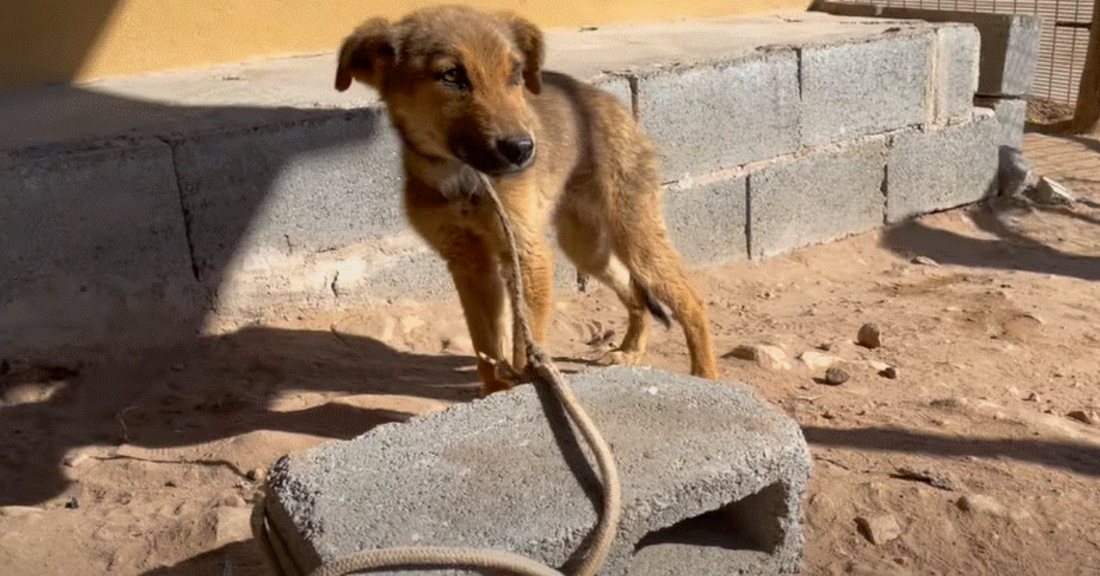 Puppy Who Was Chained All His Life Gets A Taste Of Freedom