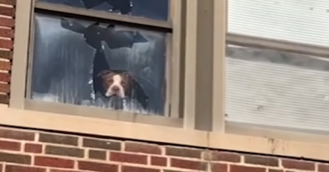 Dog Left In Abandoned School Finds Forever Home