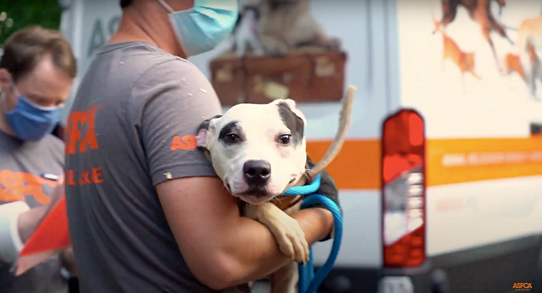 Fearful Dog Rescued From Dog Fighting Ring Finds New Home
