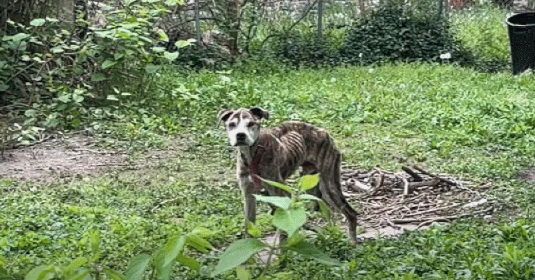 Rescuers Save Dog Who Was Chained And Left Starving To Death