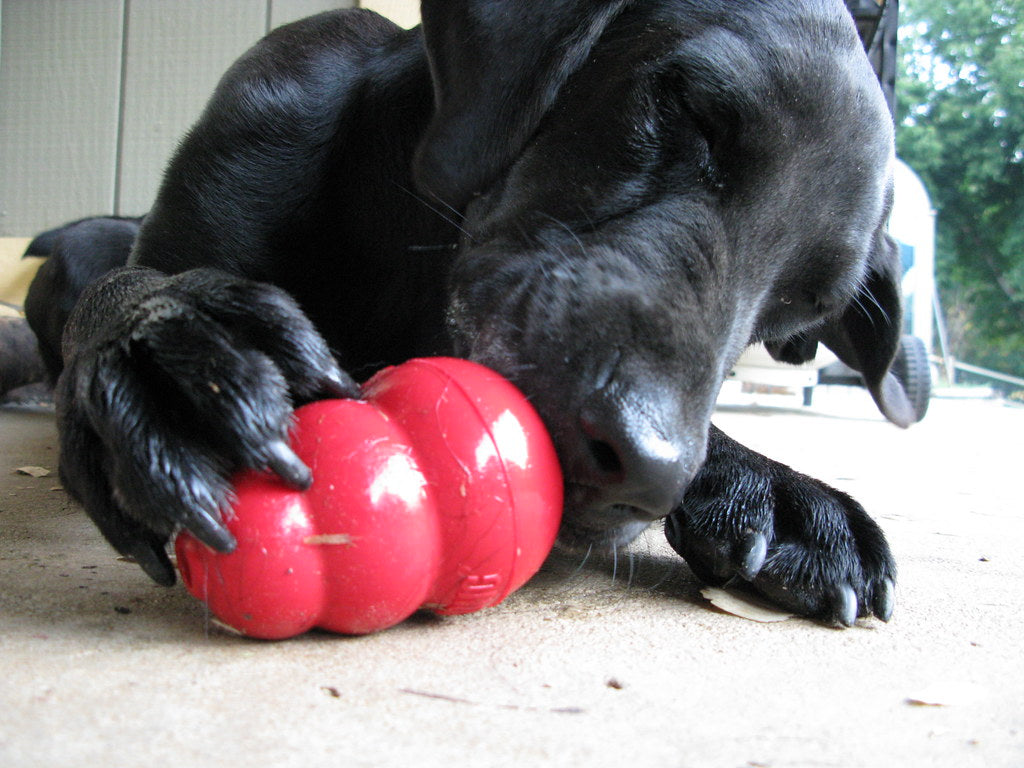 Why Your Dog Loves Peanut Butter So Much