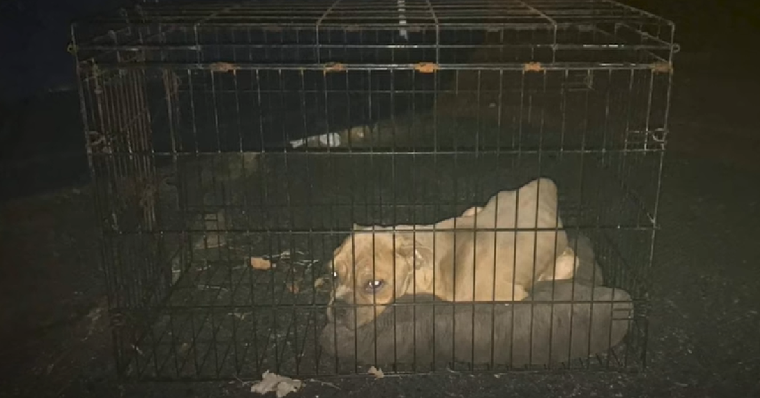 Monsters Threw This Dog In trash, But Life Had Other Plans For Him