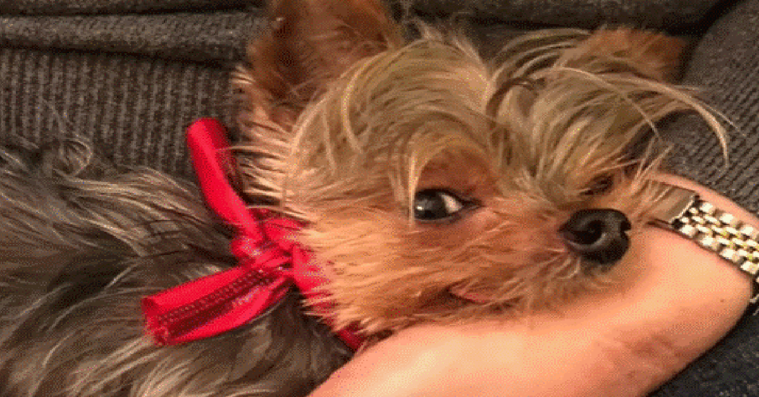 Woman Adopts Tiny Rescue Dog And Discovers She Quacks Like A Duck