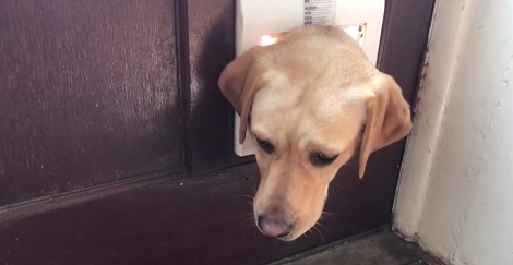 Poor Pup Got Herself Into A Pickle... Gets Her Head Stuck In The Cat D