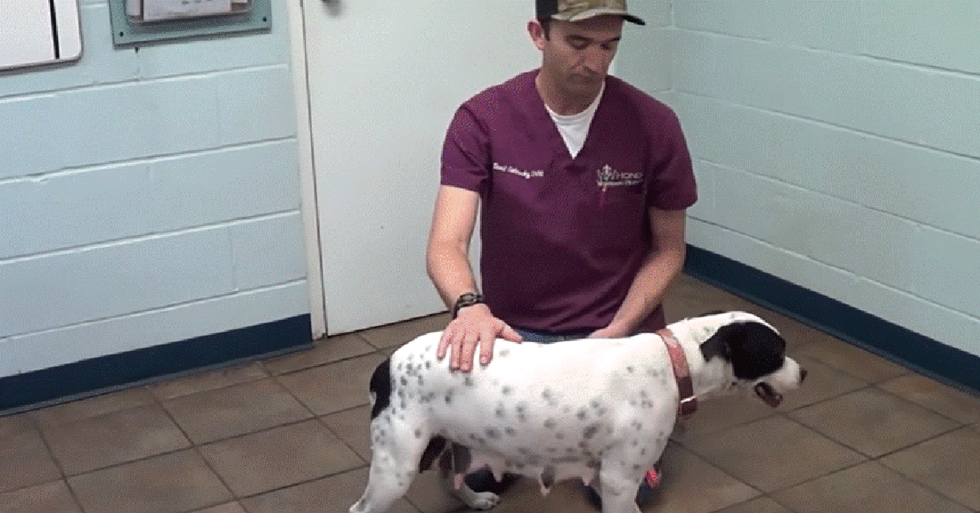 Rescue Dog Is Full Of Life Despite Losing Her Foot To A Bad Injury
