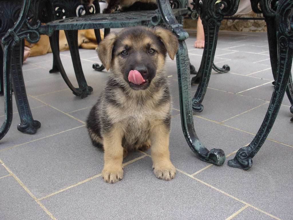 5 Reasons Your Dog Is Drooling