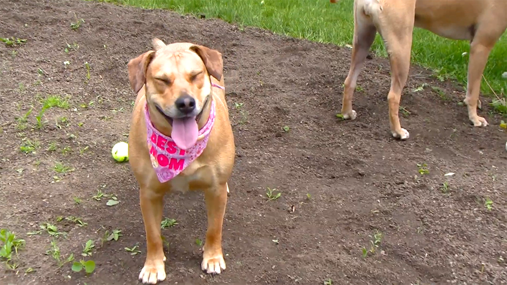 Pregnant Dog Rescued From Euthanasia Delivers 9 Pups