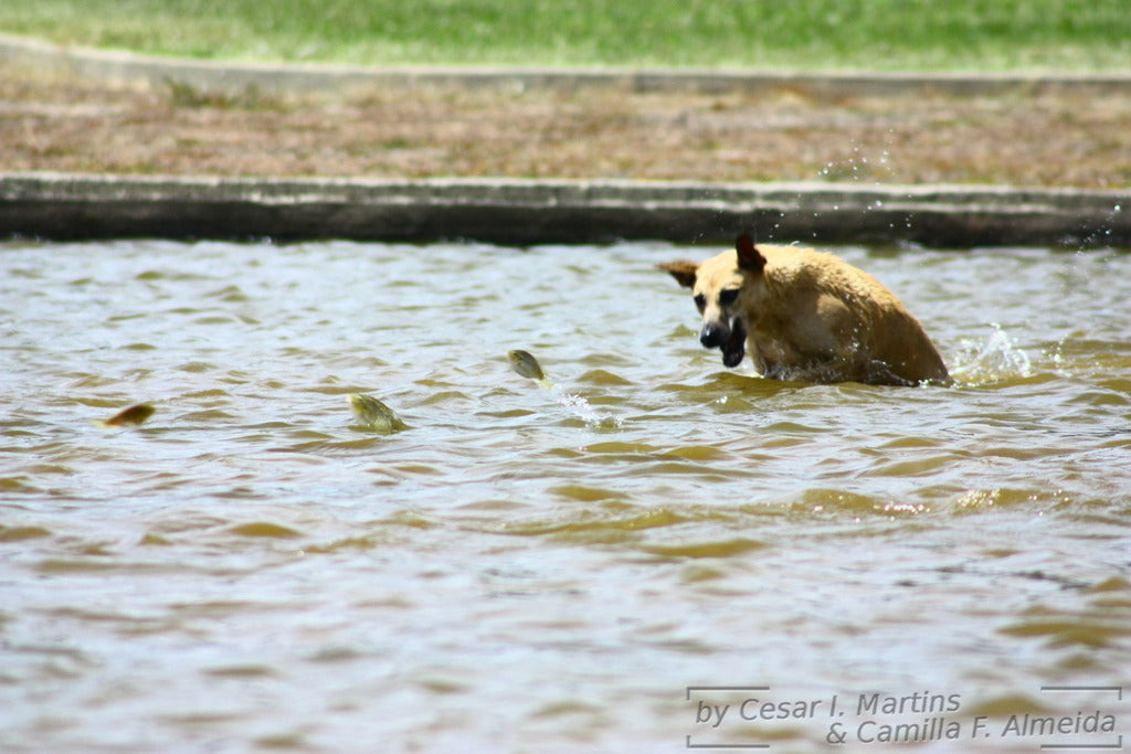 Is It Safe For Dogs To Eat Fish?