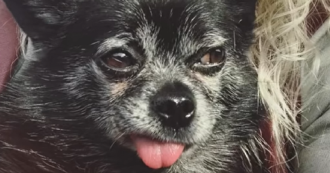 Old Dog Considered To Be “Grumpy” Gets Adopted