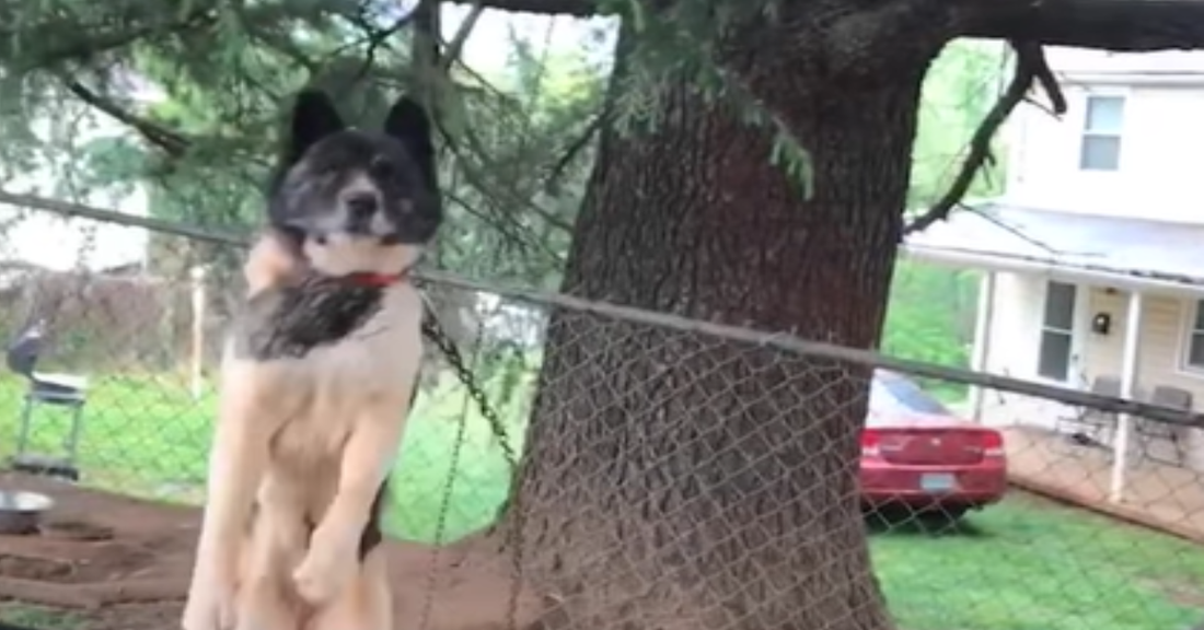 Dog Who Was Tied Up For 5 Long Years Gets A Second Chance At Life