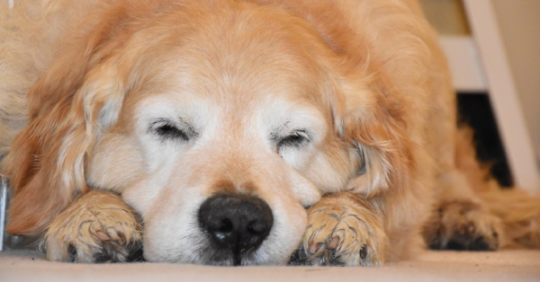 Obese Pup Loses 74 Pounds With New Family!