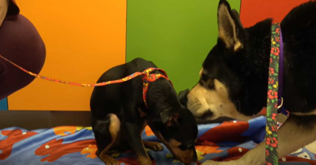 Two Dogs Rescued From Different Situations Become BFFs In Shelter