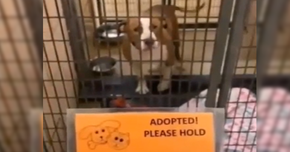This Pup's Expression When He Realizes He's Going Home? Gold!