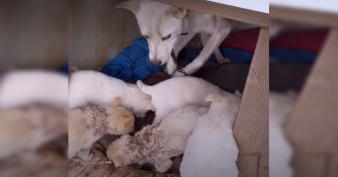 Oregon Family Gives Home To A Rescued Mama Dog From A Farm In South Korea