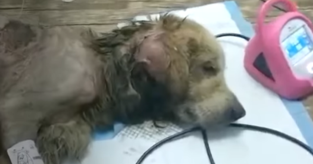 The Smiling Golden Retriever: Trapped in a Filthy tunnel in China