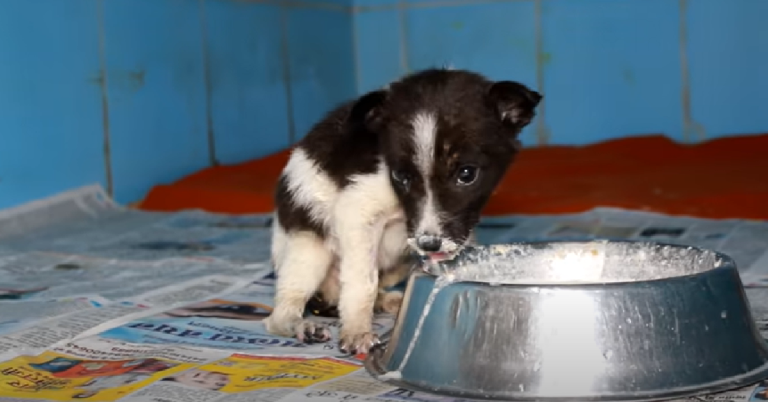 Puppy Found In The Cold Gets A Second Chance At Life