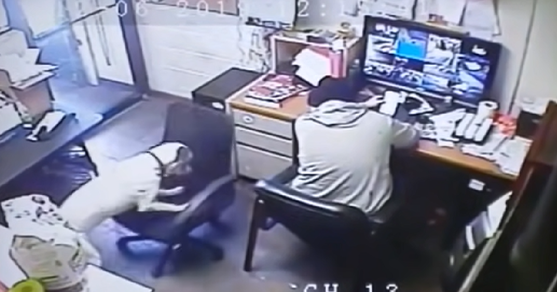 Adorable Dog Pulls Chair To Sit Closer To Dad!