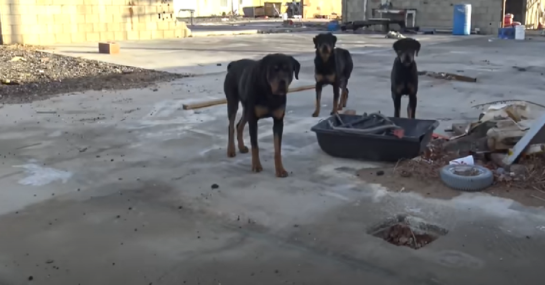 Abandoned Rottweilers Saved By Good Samaritans Get A Second Chance To Life