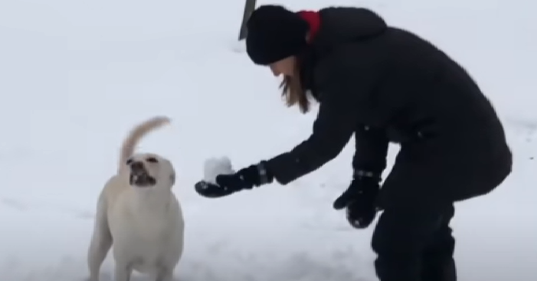 Abused Dogs Learn To Smile And Enjoy Life Again