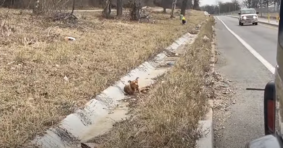 Broken Dog Relieved When Kind Strangers Come For Her Rescue