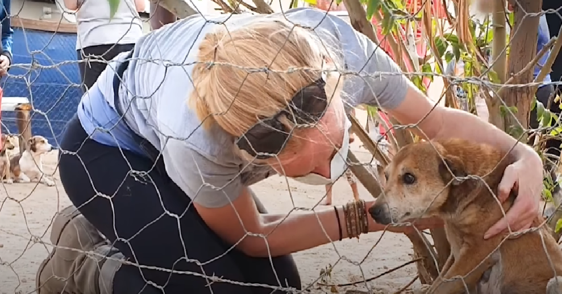 Senior Stray Dog Bullied By Kids Hides Under The Tree Until Help Arrives