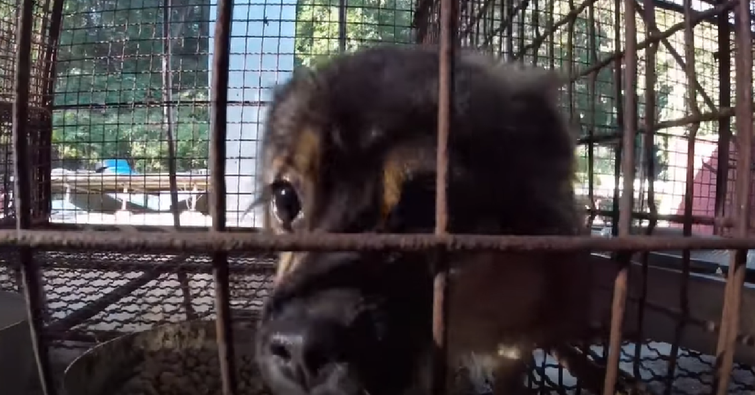Little Dog Rescued From Meat Farm Will Never Be Abused, Ever Again