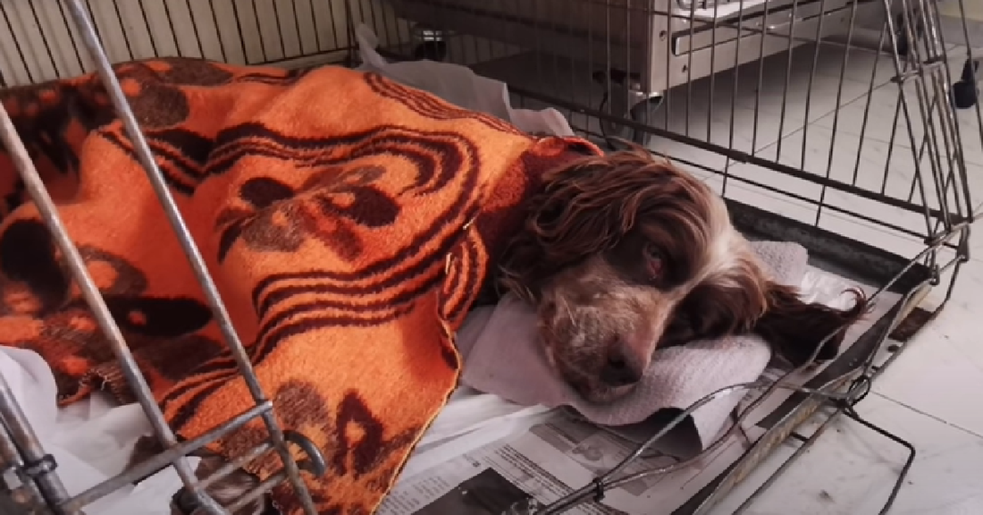 Abandoned Dog Survives Harsh Winter In A Little Village
