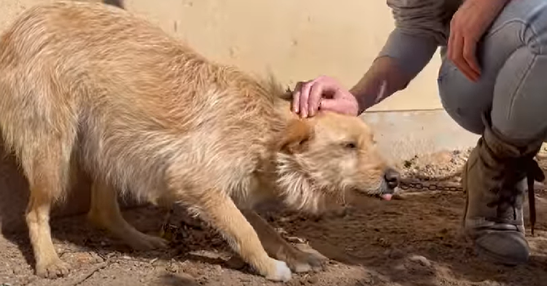 Family Neglects Dog Because She Chased Their Chicken