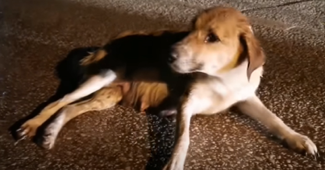 Motorist Hits Pregnant Dog Leaving Her Paralysed
