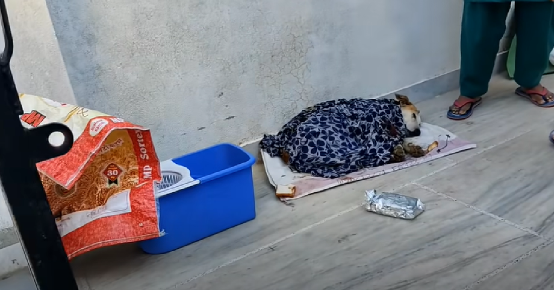 Street Dog Gets Second Chance At Life As Rescuers Show Up At Critical Hour