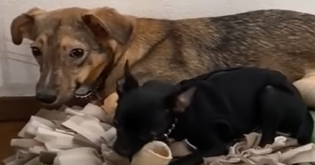 Dog With Broken Legs Gets Dumped With Rotten Food