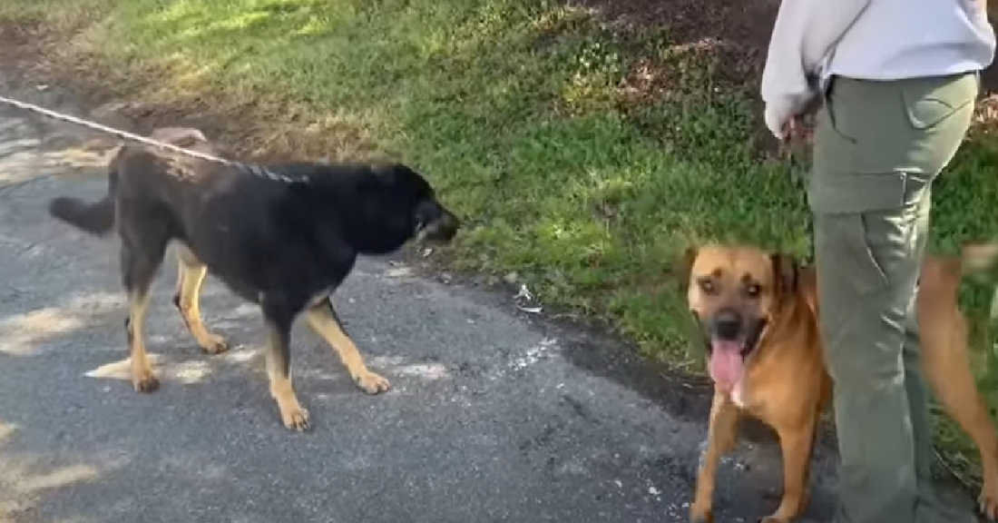 Dog's Family Alleges He's Gay And Dumps Him At Shelter