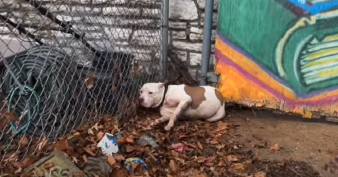 Rescuers Ask For Prayers As They Try To Save Two Stray Dogs Hit By Cars