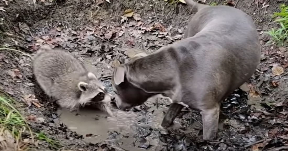 Woman Saves Baby Raccoon; Her Dog Helps Take Care Of Him