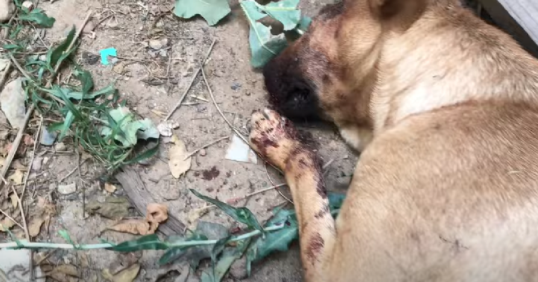 Dog Attacked By Another Dog Recovers After Being Left For Dead