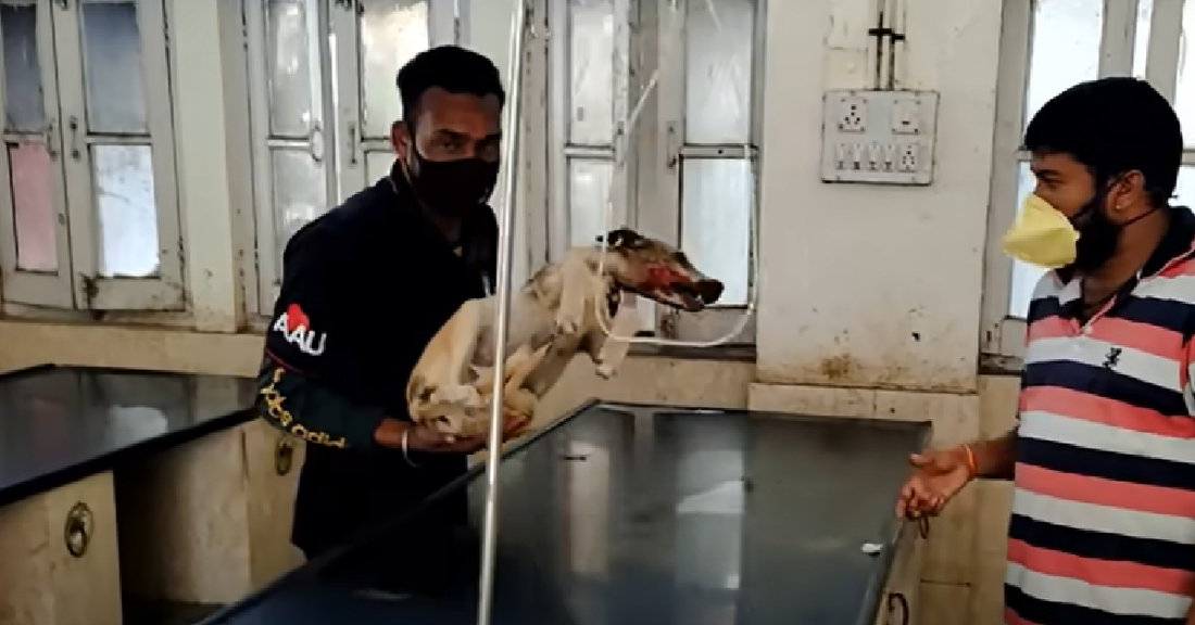 Dog Survives Severe Injuries After A Good Samaritan Dropped Him At The Hospital