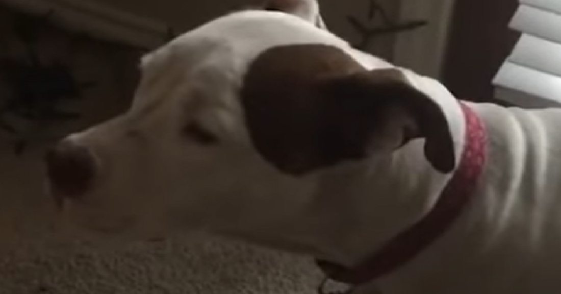Woman Rescues Pitbull From Neglectful Parent Who Skipped Town