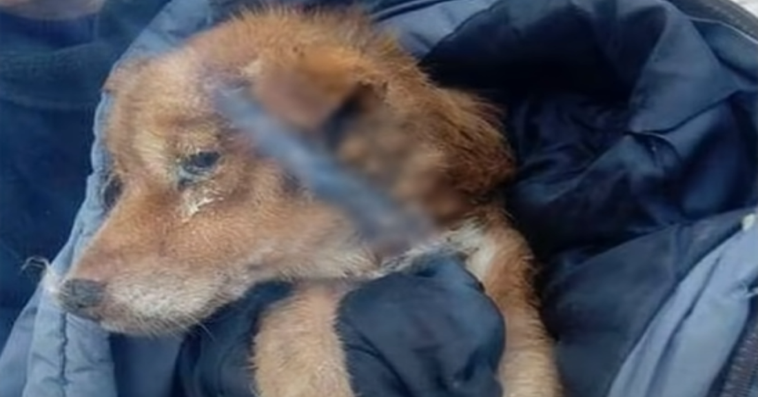 Heartbroken Dog Refuses To Leave His Dad's Grave Despite Falling Ill
