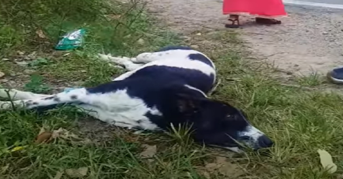 Rescuers Help Stray Dog With Spinal Injury To Walk Again