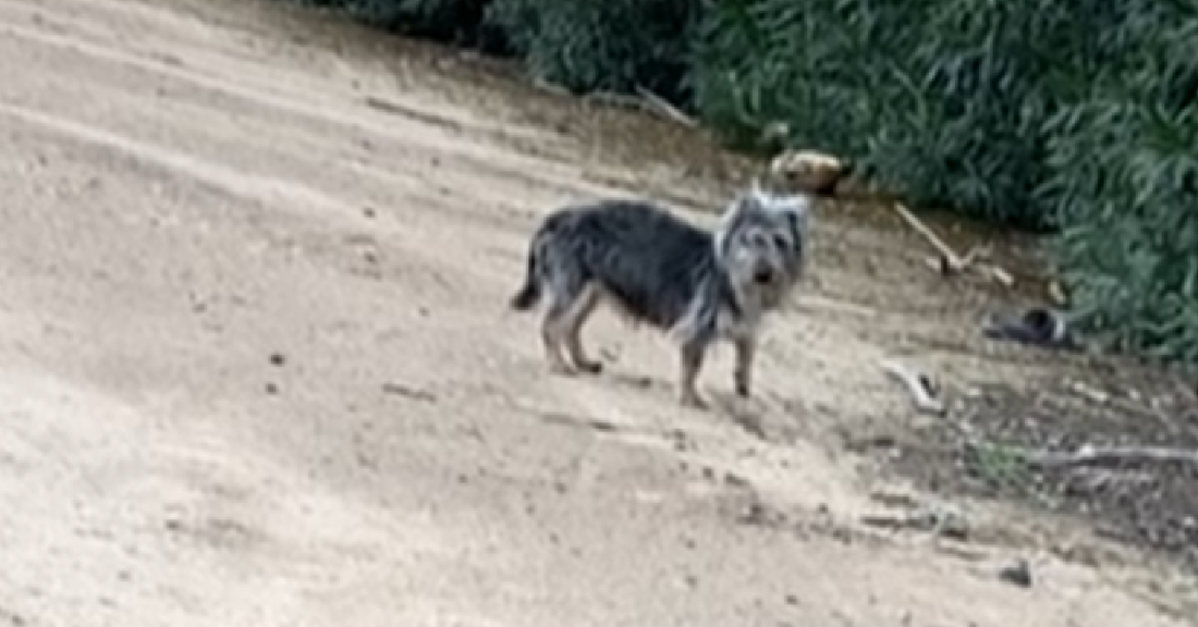 Frightened Stray Dog Tries To Escape From Rescuers
