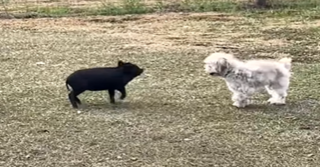 Piglet Becomes Best Friends With Family Dog After Being Rescued