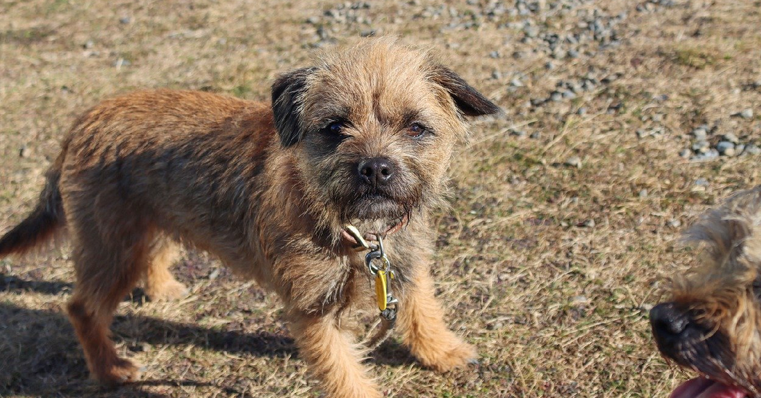 Dog Trapped In Badger Hole For 12 Days Miraculously Survived Until Help Arrived