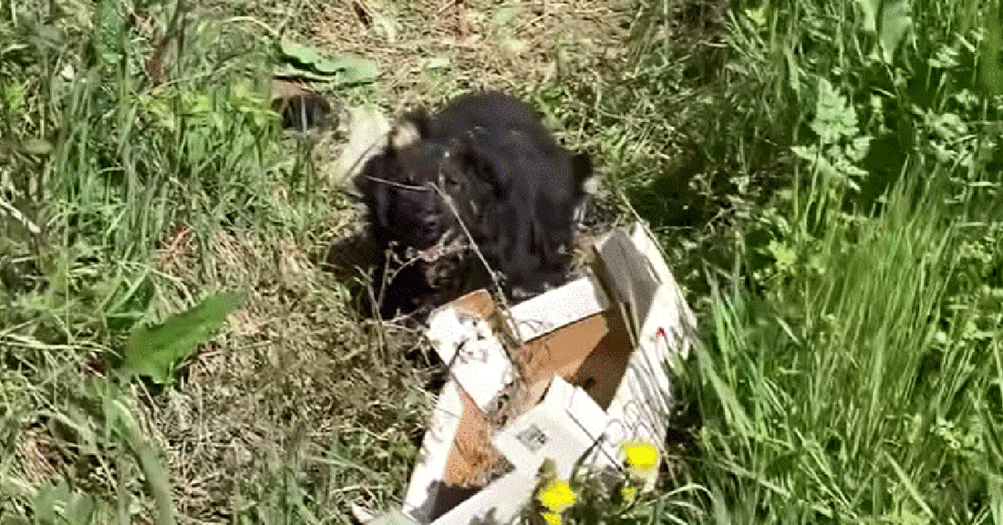 Mother Dog And Her Puppies Get A Second Chance At Life After Being Abandoned In A Roadside Ditch