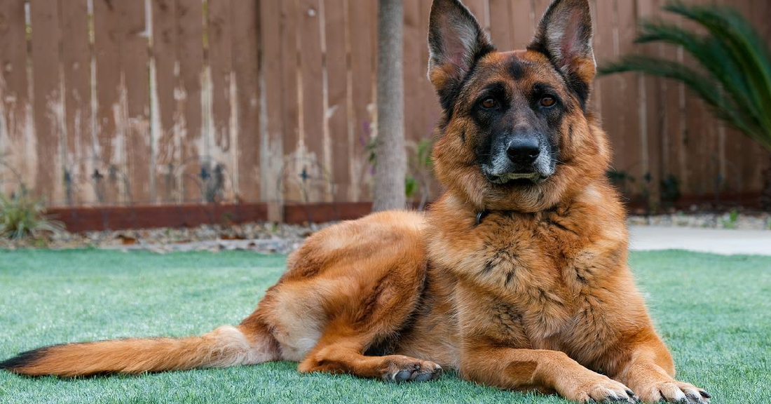 German Shepherd Falls Into 12 Feet Hole While Playing With Parent