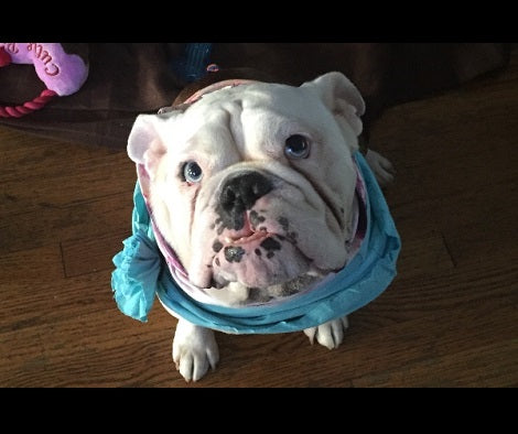 Deputy Saves An English Bulldog From Disgusting Woman In The Most Heroic Way